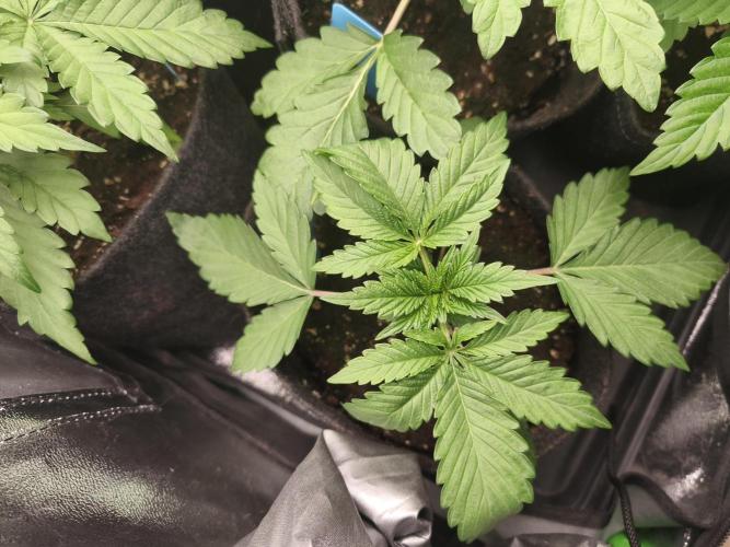 Gorilla, Punch Pie, Radical Juice. Week 4 - vegday 24
16.11.2025