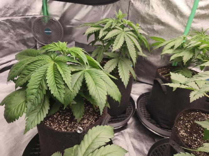 Gorilla, Punch Pie, Radical Juice. Week 5 - vegday 31