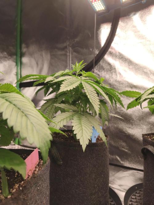 Gorilla, Punch Pie, Radical Juice. Week 5 - vegday 31