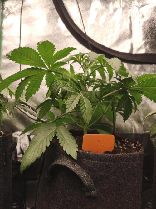 Gorilla, Punch Pie, Radical Juice. Week 5 - vegday 31