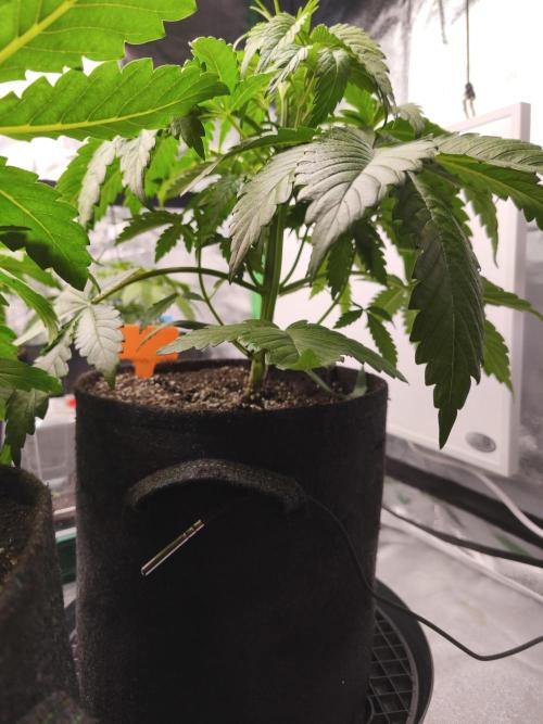 Gorilla, Punch Pie, Radical Juice. Week 5 - vegday 31