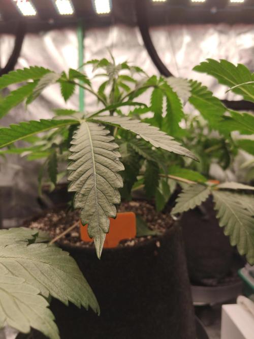 Gorilla, Punch Pie, Radical Juice. Week 5 - vegday 31