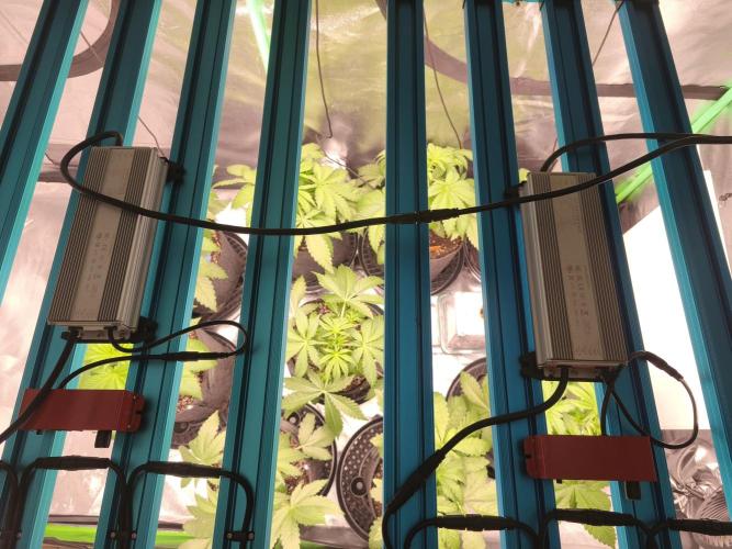 Gorilla, Punch Pie, Radical Juice. Week 5 - vegday 31