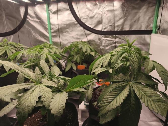 Gorilla, Punch Pie, Radical Juice. Week 5 - vegday 31