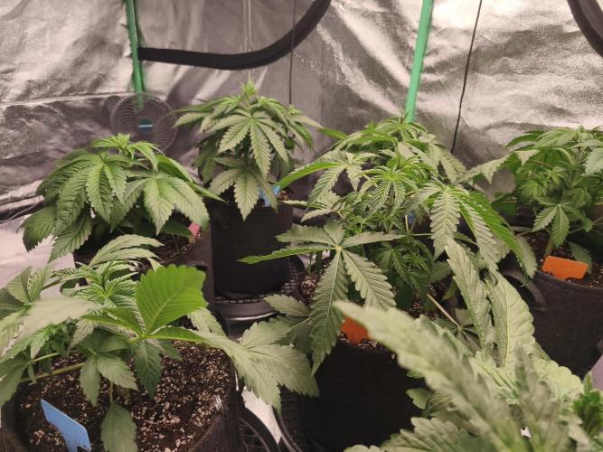 Gorilla, Punch Pie, Radical Juice. Week 5 - vegday 31