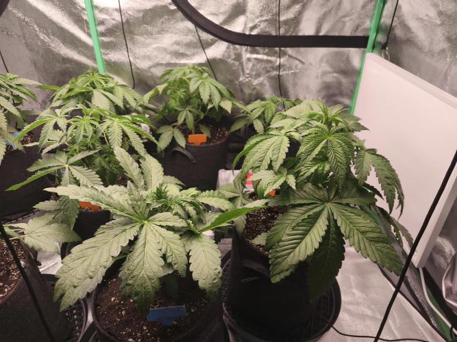 Gorilla, Punch Pie, Radical Juice. Week 5 - vegday 31