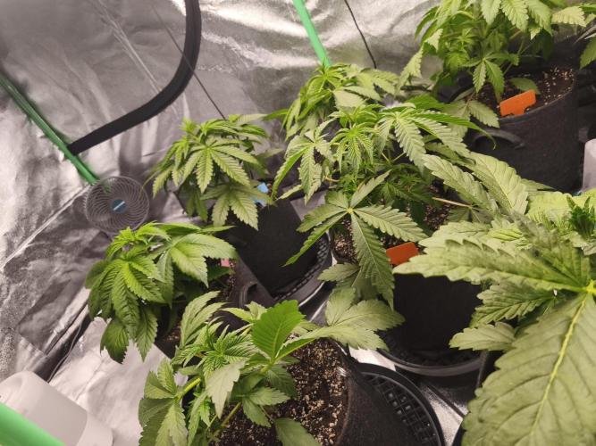 Gorilla, Punch Pie, Radical Juice. Week 5 - vegday 31