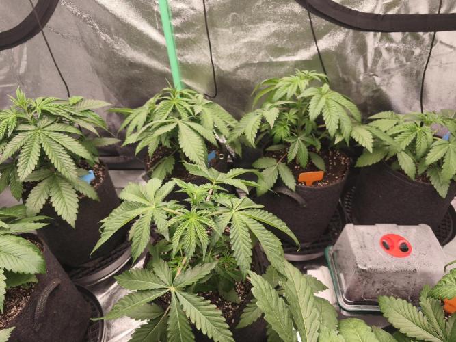 Gorilla, Punch Pie, Radical Juice. Week 5 - vegday 31