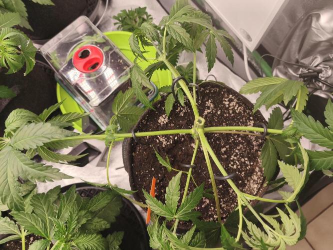 Gorilla, Punch Pie, Radical Juice. Week 5 - vegday 35