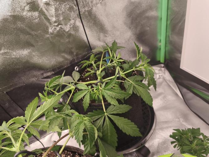 Gorilla, Punch Pie, Radical Juice. Week 5 - vegday 35