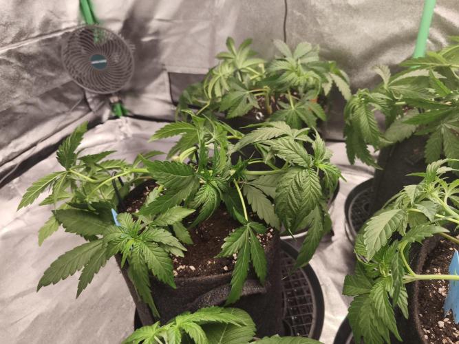 Gorilla, Punch Pie, Radical Juice. Week 5 - vegday 35