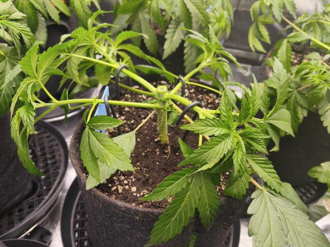 Gorilla, Punch Pie, Radical Juice. Week 5 - vegday 35