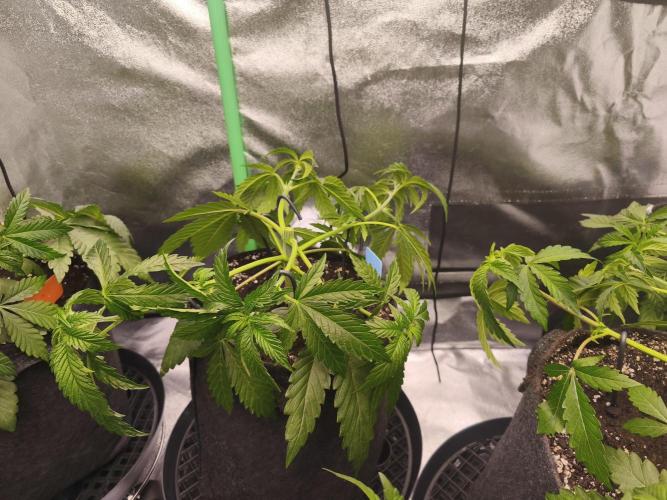 Gorilla, Punch Pie, Radical Juice. Week 5 - vegday 35