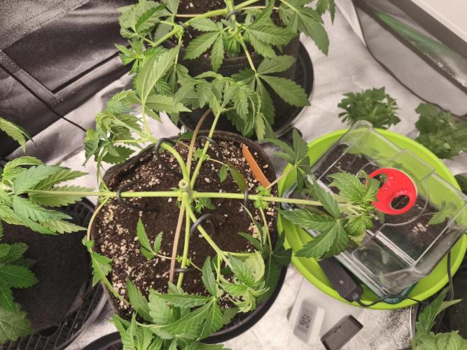 Gorilla, Punch Pie, Radical Juice. Week 5 - vegday 35