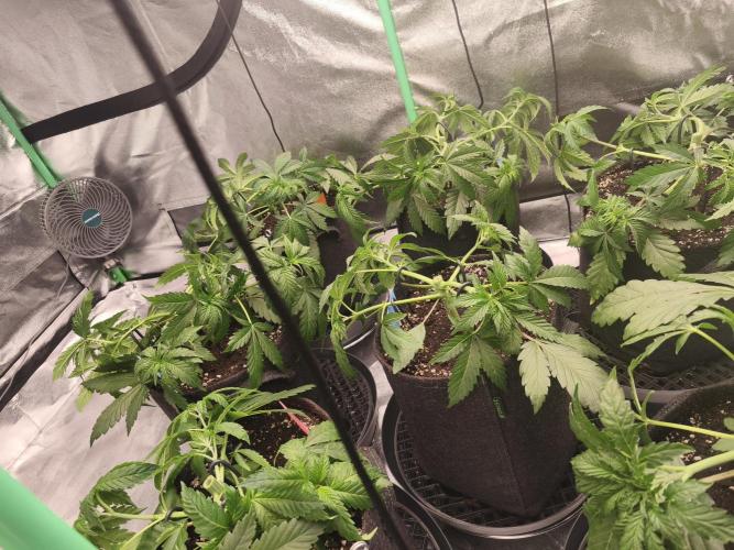 Gorilla, Punch Pie, Radical Juice. Week 5 - vegday 35