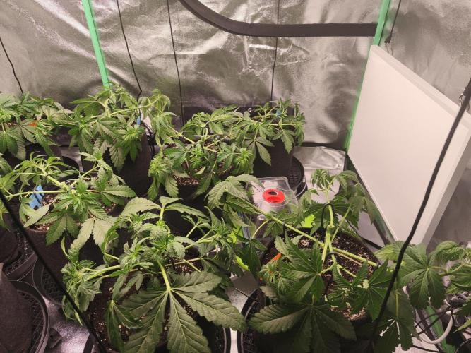 Gorilla, Punch Pie, Radical Juice. Week 5 - vegday 35