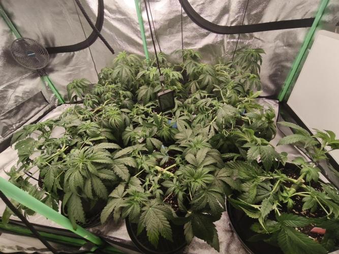 Gorilla, Punch Pie, Radical Juice. Week 6 - vegday 41
03.12.2025