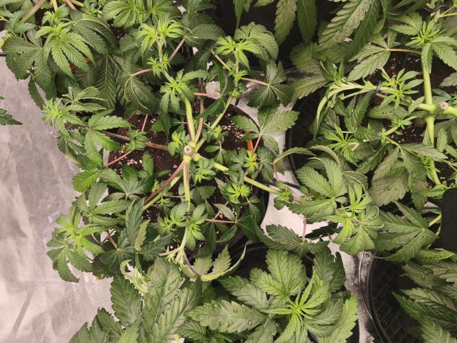 Gorilla, Punch Pie, Radical Juice. Week 6 - vegday 41
03.12.2025