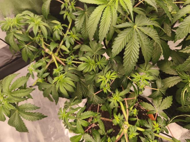 Gorilla, Punch Pie, Radical Juice. Week 6 - vegday 41
03.12.2025