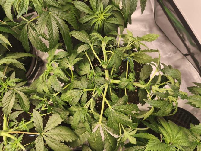 Gorilla, Punch Pie, Radical Juice. Week 6 - vegday 41
03.12.2025