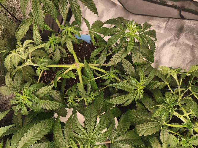 Gorilla, Punch Pie, Radical Juice. Week 6 - vegday 41
03.12.2025