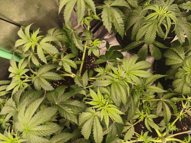 Gorilla, Punch Pie, Radical Juice. Week 6 - vegday 41
03.12.2025