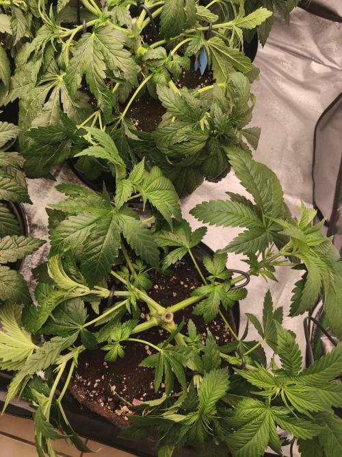 Gorilla, Punch Pie, Radical Juice. Week 6 - vegday 41
03.12.2025