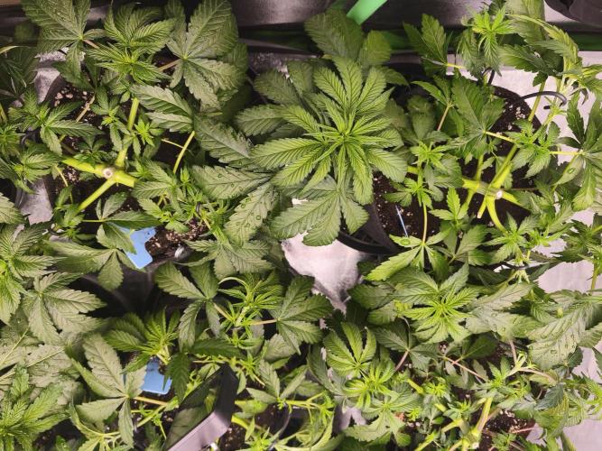 Gorilla, Punch Pie, Radical Juice. Week 6 - vegday 41
03.12.2025