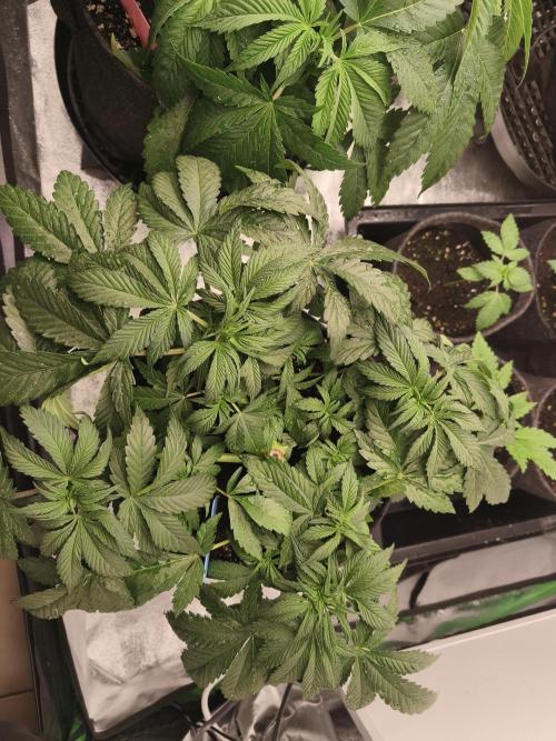 Gorilla, Punch Pie, Radical Juice. Week 7 - vegday 45
07.12.2025