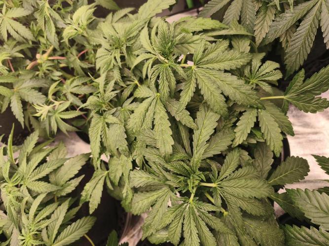 Gorilla, Punch Pie, Radical Juice. Week 7 - vegday 45
07.12.2025