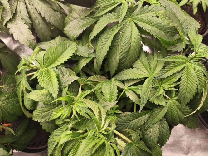 Gorilla, Punch Pie, Radical Juice. Week 7 - vegday 45
07.12.2025