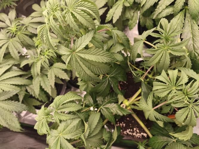 Gorilla, Punch Pie, Radical Juice. Week 7 - vegday 45
07.12.2025