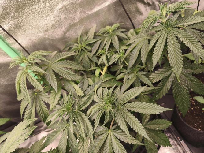 Gorilla, Punch Pie, Radical Juice. Week 7 - vegday 45
07.12.2025