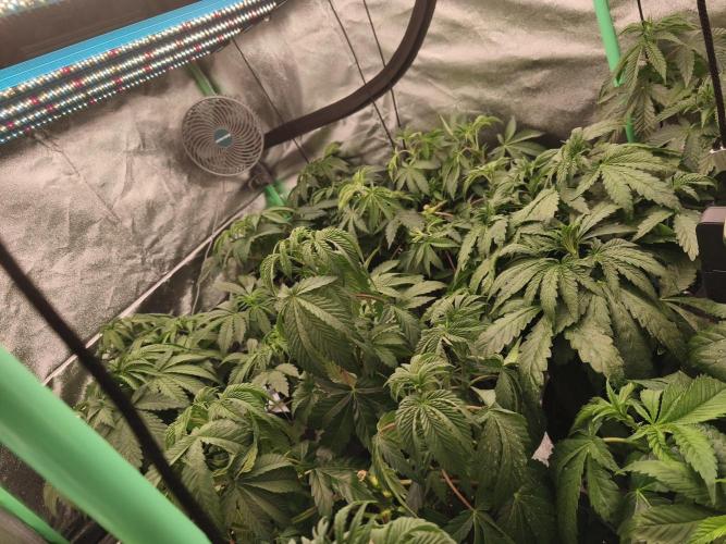 Gorilla, Punch Pie, Radical Juice. Week 7 - vegday 45
07.12.2025