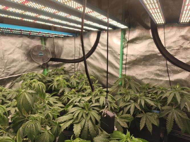 Gorilla, Punch Pie, Radical Juice. Week 7 - vegday 45
07.12.2025