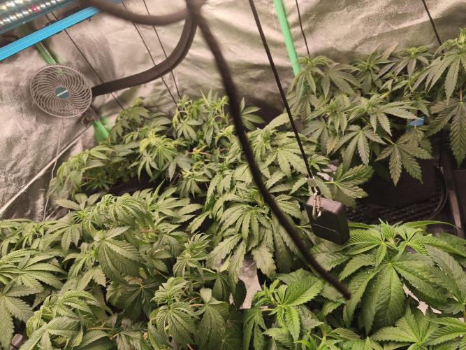 Gorilla, Punch Pie, Radical Juice. Week 7 - vegday 45
07.12.2025