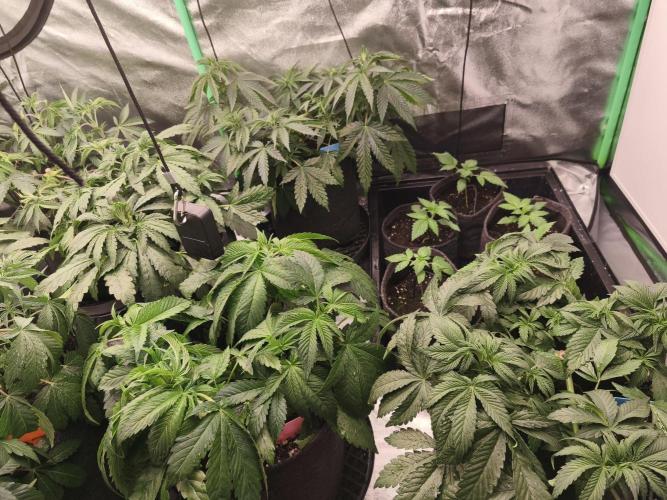 Gorilla, Punch Pie, Radical Juice. Week 7 - vegday 45
07.12.2025