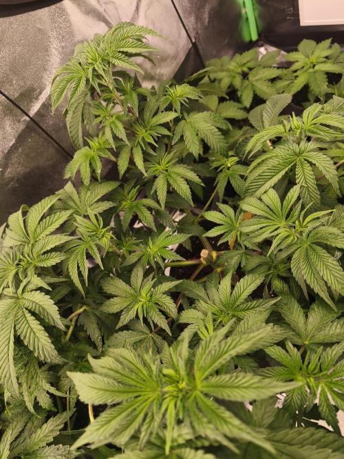 Gorilla, Punch Pie, Radical Juice. Week 8 - vegday 50
12.12.2025