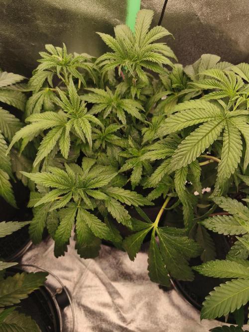 Gorilla, Punch Pie, Radical Juice. Week 8 - vegday 50
12.12.2025