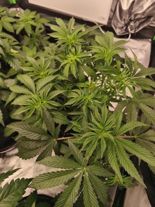 Gorilla, Punch Pie, Radical Juice. Week 8 - vegday 50
12.12.2025