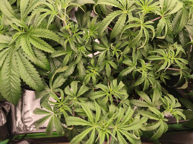 Gorilla, Punch Pie, Radical Juice. Week 8 - vegday 50
12.12.2025