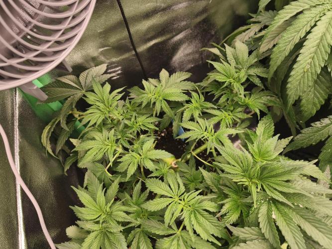 Gorilla, Punch Pie, Radical Juice. Week 8 - vegday 50
12.12.2025