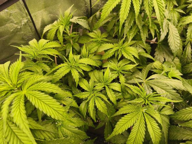 Gorilla, Punch Pie, Radical Juice. Week 8 - vegday 50
12.12.2025