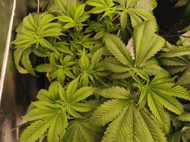 Gorilla, Punch Pie, Radical Juice. Week 8 - vegday 50
12.12.2025