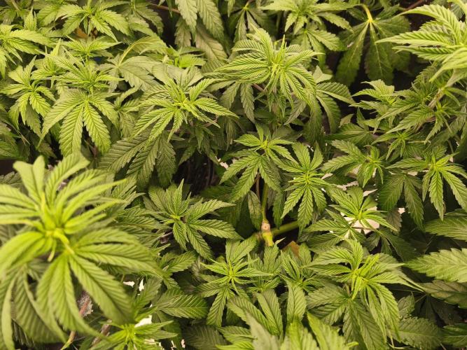 Gorilla, Punch Pie, Radical Juice. Week 8 - vegday 50
12.12.2025