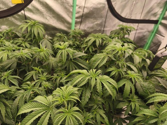 Gorilla, Punch Pie, Radical Juice. Week 8 - vegday 50
12.12.2025