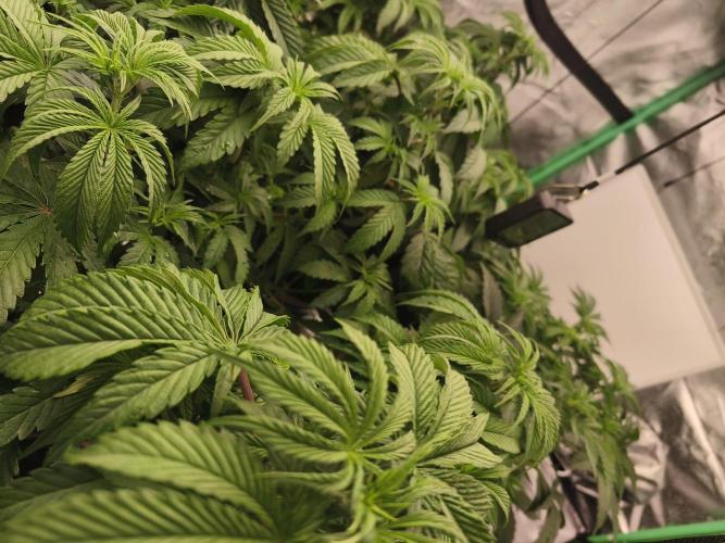 Gorilla, Punch Pie, Radical Juice. Week 8 - vegday 50
12.12.2025