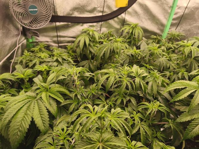 Gorilla, Punch Pie, Radical Juice. Week 8 - vegday 50
12.12.2025