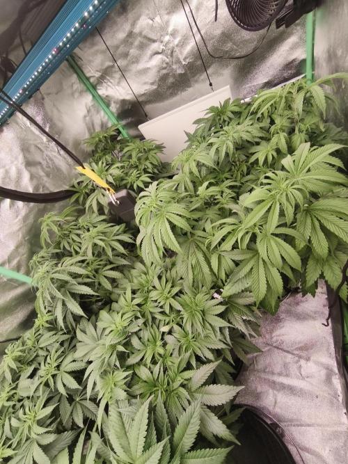 Gorilla, Punch Pie, Radical Juice. Week 8 - vegday 54
16.12.2025