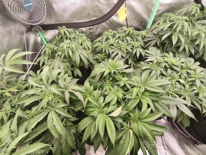 Gorilla, Punch Pie, Radical Juice. Week 8 - vegday 54
16.12.2025